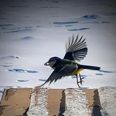 شقة Boddenhof 45 - Auszeit Fuer 2 Mit Infrarot-Sauna Stedar