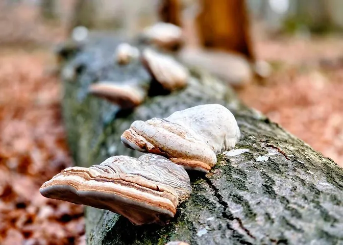 Heat & Reed Apartment *